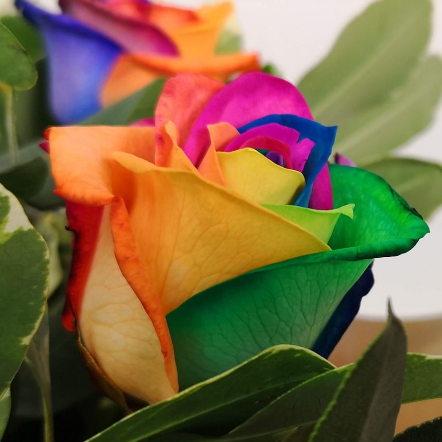 The Flower Of Love - Rainbow